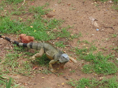 Iguana iguana