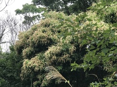 Lithocarpus konishii