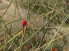 Ephedra distachya