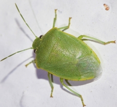 Acrosternum millierei