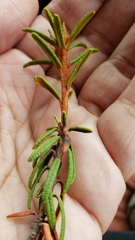 Rhododendron tomentosum