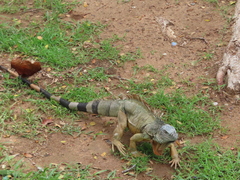 Iguana iguana