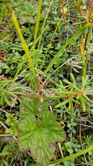 Rhododendron tomentosum