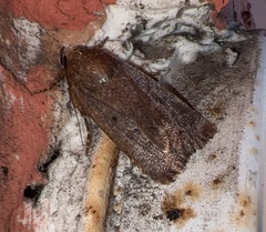 Amphipyra tragopoginis