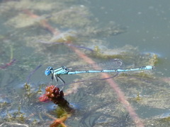 Erythromma lindenii