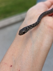 Coluber constrictor