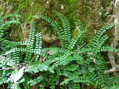 Asplenium trichomanes