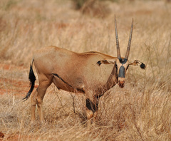 Oryx beisa callotis