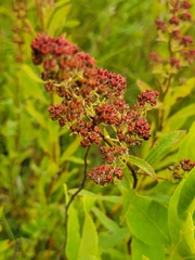 Spiraea