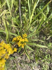 Solidago juncea