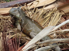 Iguana iguana