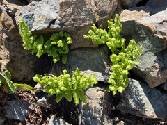 Adiantum aleuticum