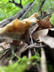 Polyporus