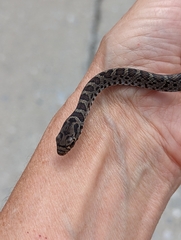 Coluber constrictor