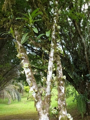 Crescentia cujete