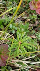 Rhododendron tomentosum