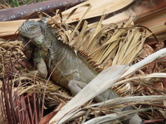 Iguana iguana