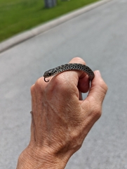 Coluber constrictor