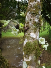 Crescentia cujete
