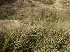 Ephedra distachya
