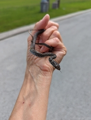 Coluber constrictor