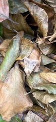 Noctuoidea