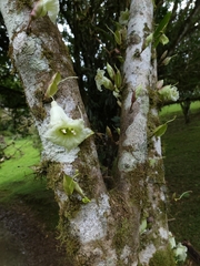 Crescentia cujete