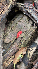 Sarcoscypha occidentalis