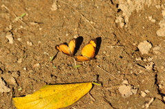 Tegosa