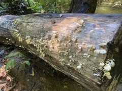 Crepidotus applanatus