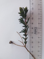 Lampranthus leptaleon