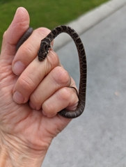 Coluber constrictor
