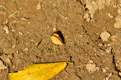 Tegosa