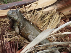 Iguana iguana