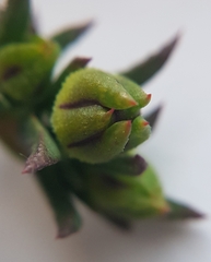 Lampranthus leptaleon