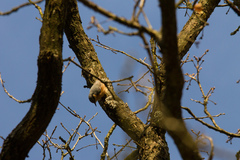 Sitta europaea