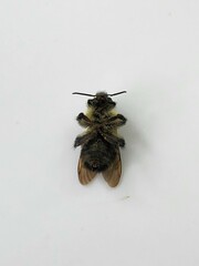 Bombus bimaculatus