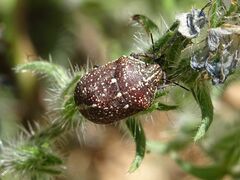 Psacasta exanthematica