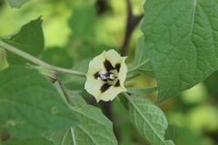 Physalis pubescens