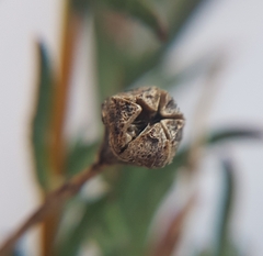 Lampranthus leptaleon