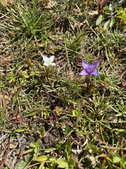Gentianella