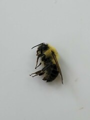 Bombus bimaculatus