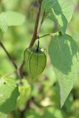 Physalis pubescens