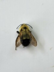 Bombus bimaculatus