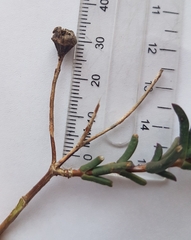 Lampranthus leptaleon