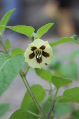 Physalis pubescens