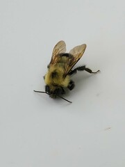 Bombus bimaculatus