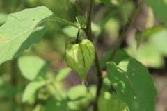 Physalis pubescens