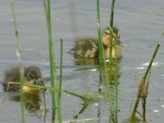 Anas platyrhynchos domesticus