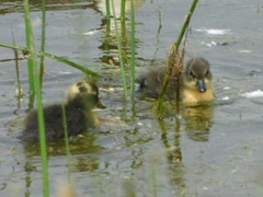 Anas platyrhynchos domesticus